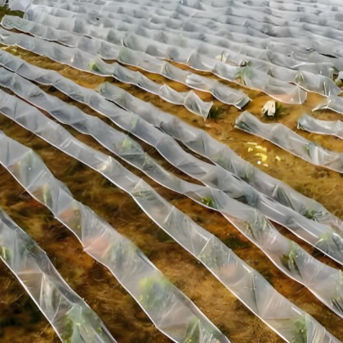 PE plastic film for agricultural use: greenhouse covering and mulching
